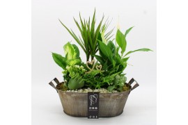 Arrangementen kamerplanten BARM-2517W Basic Romantic 6 pp