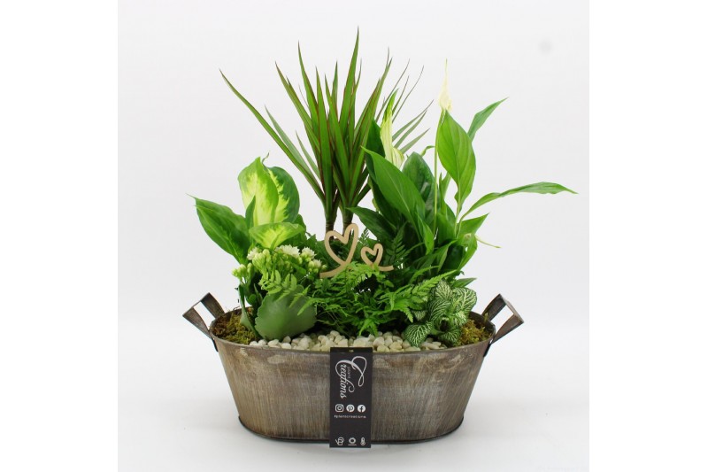 Arrangementen kamerplanten BARM-2517W Basic Romantic 6 pp 