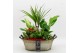 Arrangementen kamerplanten BARM-2517R Basic Romantic 6 pp 