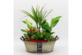 Arrangementen kamerplanten BARM-2517R Basic Romantic 6 pp