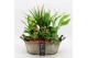Arrangementen kamerplanten BARM-2517RZ Basic Romantic 6 pp 