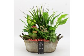 Arrangementen kamerplanten BARM-2517RZ Basic Romantic 6 pp