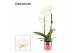 Phalaenopsis anthura madrid Phalaenopsis cascade 1 tak wit (Decorum) 6 