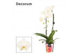 Phalaenopsis anthura madrid Phalaenopsis cascade 1 tak wit (Decorum) 6
