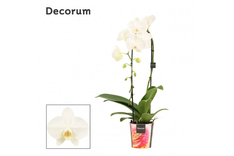 Phalaenopsis anthura madrid Phalaenopsis cascade 1 tak wit (Decorum) 6 