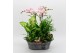 Phalaenopsis PHAL-2538RZ Phalaenopsis creatie 6 pp 