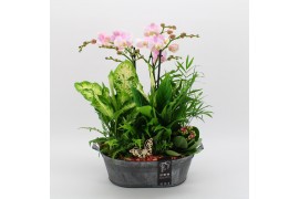 Phalaenopsis PHAL-2538RZ Phalaenopsis creatie 6 pp