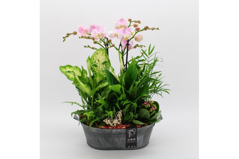 Phalaenopsis PHAL-2538RZ Phalaenopsis creatie 6 pp Phalaenopsis PHAL-2538RZ Phalaenopsis creatie 6 pp