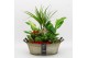 Arrangementen kamerplanten BACR-2516R Basic fundamentals 6 pp 