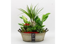 Arrangementen kamerplanten BACR-2516R Basic fundamentals 6 pp