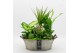 Arrangementen kamerplanten BACR-2516GR Basic fundamentals 6 pp 