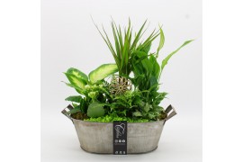 Arrangementen kamerplanten BACR-2516GR Basic fundamentals 6 pp