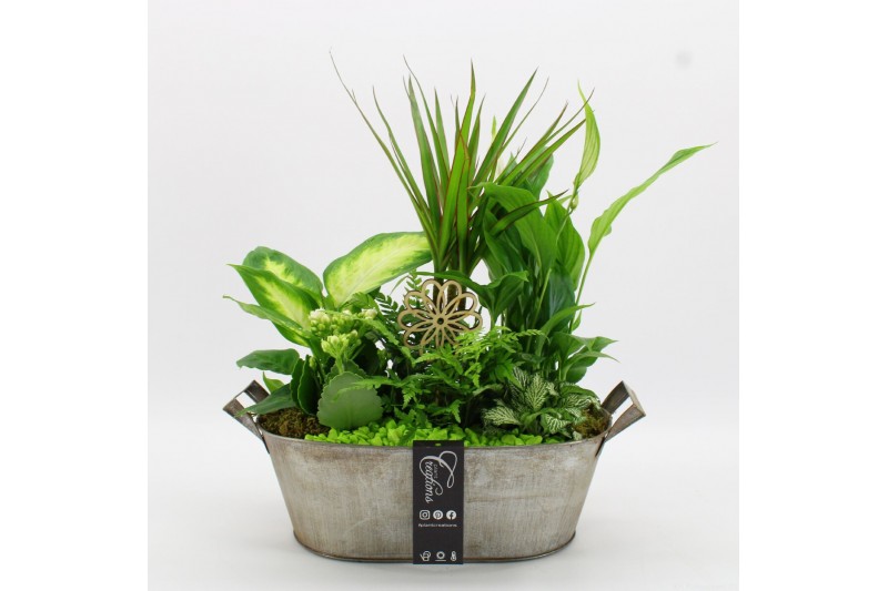 Arrangementen kamerplanten BACR-2516GR Basic fundamentals 6 pp Arrangementen kamerplanten BACR-2516GR Basic fundamentals 6 pp