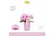 Phalaenopsis multiflora roze Amorosso Merlini P7 in Molise Lilac Aquo  
