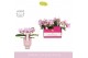 Phalaenopsis multiflora roze Amorosso Merlini P7 in Emilia Pink Aquo 1 
