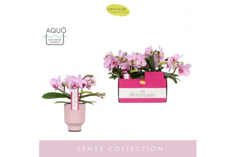 Phalaenopsis multiflora roze Amorosso Merlini P7 in Emilia Pink Aquo 1 