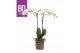 Phalaenopsis wit BO - King White - 2 tak ,14+ bloem 