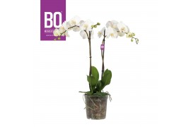Phalaenopsis wit BO - King White - 2 tak ,14+ bloem