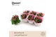Kalanchoe blossfeldiana perfecta purple Augusta Paars 