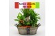 Arrangementen kamerplanten BACR-2516M Basic fundamentals 6 pp 