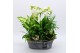 Phalaenopsis PHAL-2538W Phalaenopsis creatie 6 pp 