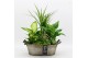 Arrangementen kamerplanten BACR-2516G Basic fundamentals 6 pp 