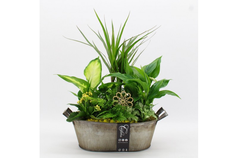 Arrangementen kamerplanten BACR-2516G Basic fundamentals 6 pp 