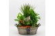 Arrangementen kamerplanten BACR-2516OR Basic fundamentals 6 pp 