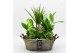 Arrangementen kamerplanten BACR-2516W Basic fundamentals 6 pp 