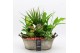 Arrangementen kamerplanten BACR-2516RZ Basic fundamentals 6 pp 