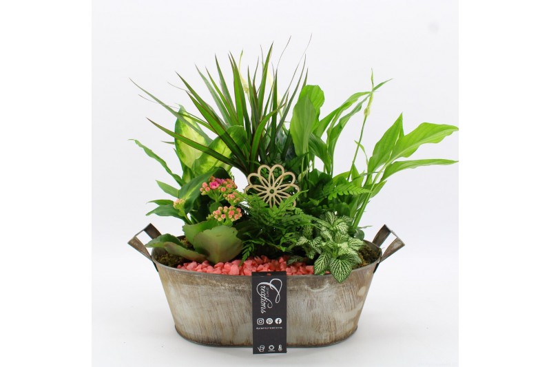 Arrangementen kamerplanten BACR-2516RZ Basic fundamentals 6 pp Arrangementen kamerplanten BACR-2516RZ Basic fundamentals 6 pp