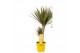 Dracaena marg. bicolor 2pp - 30-15 - MoreLips 