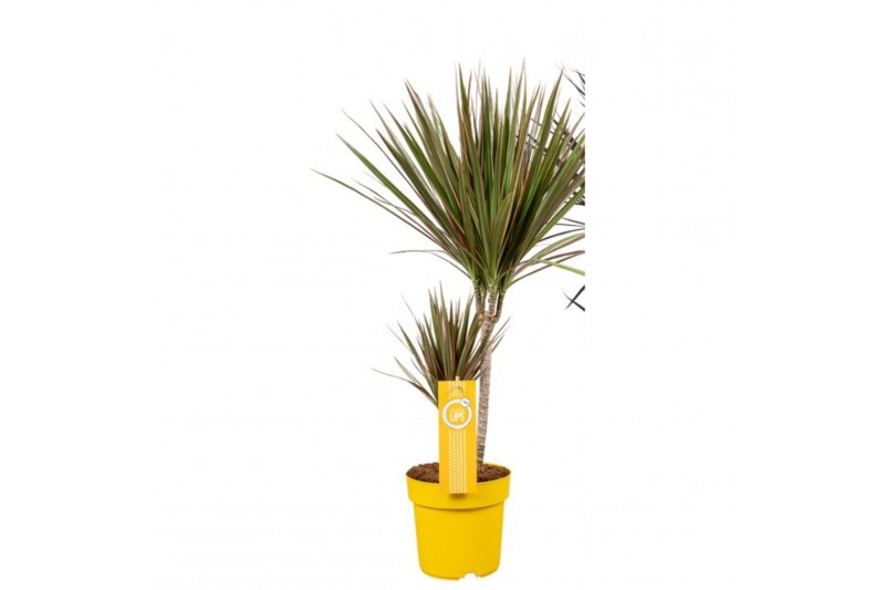 Dracaena marg. bicolor 2pp - 30-15 - MoreLips 