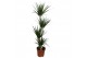 Dracaena marginata 4pp - 90-60-30-15 