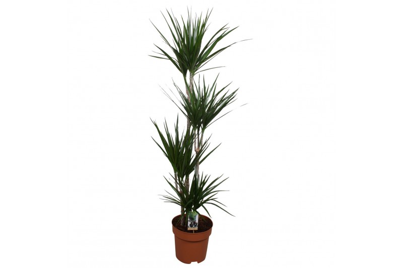 Dracaena marginata 4pp - 90-60-30-15 