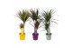 Dracaena mixkar 2pp - 30-15 Mixkar MoreLips 