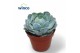 Echeveria Echeveria Grey Prince 1 bl. 
