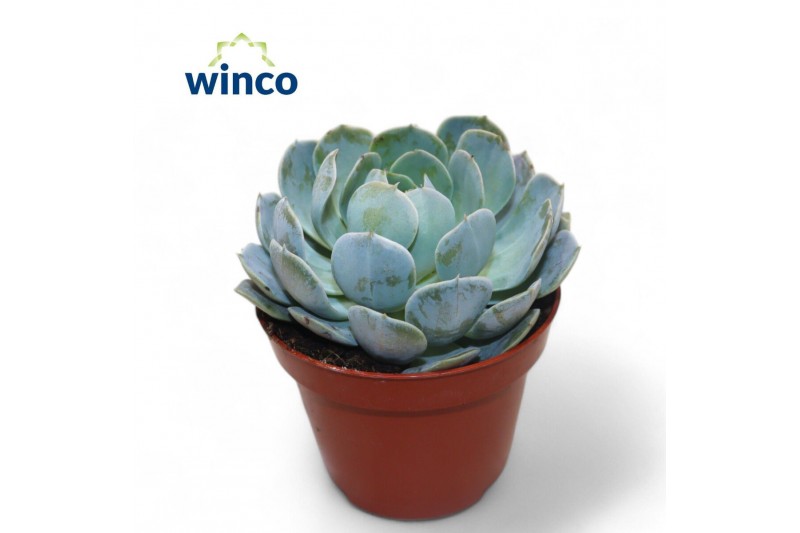 Echeveria Echeveria Grey Prince 1 bl. 