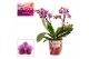 Phalaenopsis multiflora roze 2 tak Diva (Scenza) 