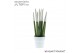 Sansevieria cylindrica velvet touchz® wit in keramiek edel 