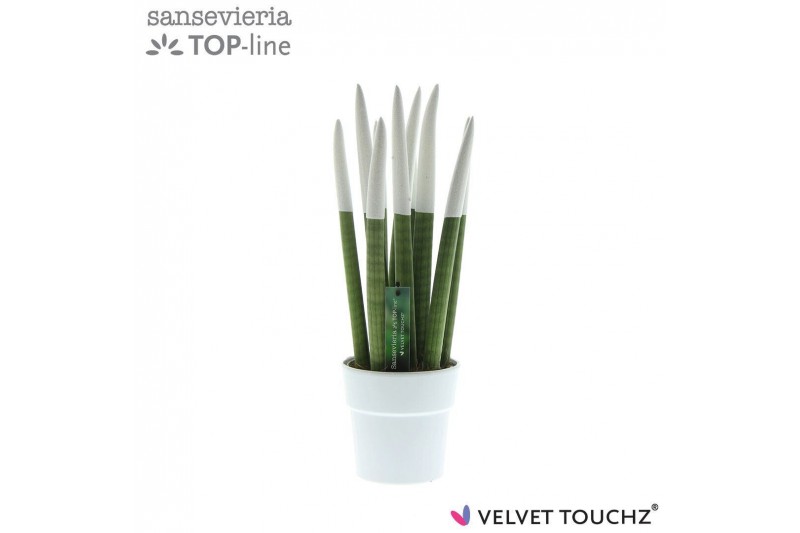 Sansevieria cylindrica velvet touchz® wit in keramiek edel Sansevieria cylindrica velvet touchz® wit in keramiek edel