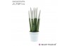 Sansevieria cylindrica velvet touchz® wit in keramiek edel