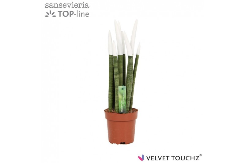 Sansevieria cylindrica velvet touchz® wit 