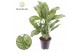 Aglaonema maria christina Decorum 