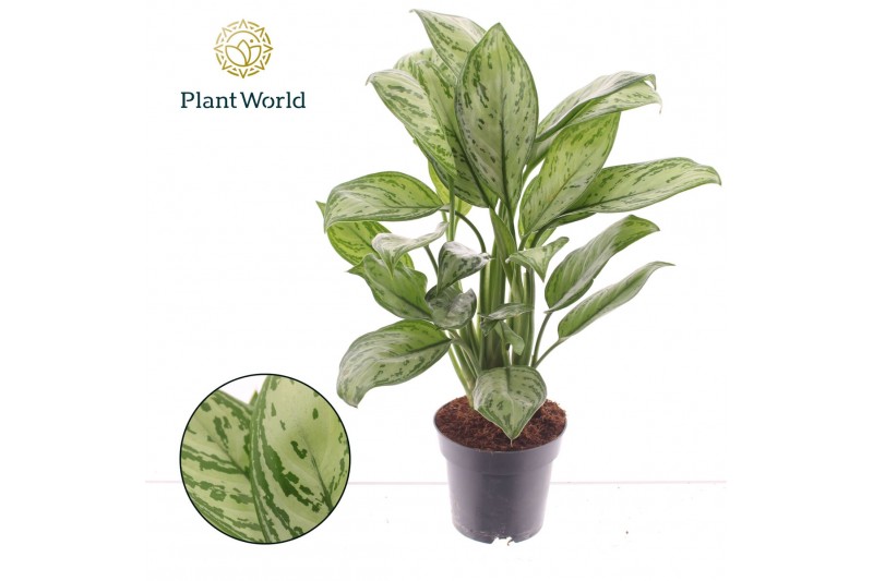 Aglaonema maria christina Decorum 