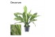 Aglaonema silver queen Decorum 