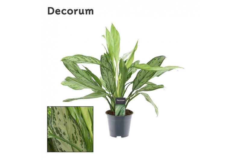 Aglaonema silver queen Decorum 