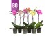 Phalaenopsis mix BO - Funda Mix - 60cm - 1 tak, 9+ bloem 