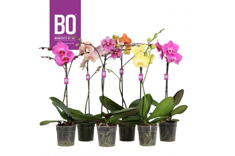 Phalaenopsis mix BO - Funda Mix - 60cm - 1 tak, 9+ bloem 