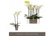 Phalaenopsis geel 2 tak optistar turner 